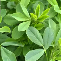 یونجه سبز تازه