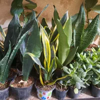 انواع گل و گیاه با تخفیف ویژه|گل و گیاه طبیعی|بیرجند, |دیوار