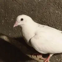 کبوترجوجه جفتی ۵۰۰