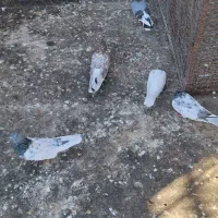 چکلی باشی گوی|پرنده|مرند, |دیوار