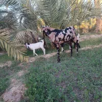 پاچن پنجاب گل گلی