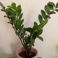 گلهای طبیعی