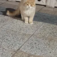 گربه خانگی
