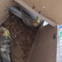 یک جفت عروس هلندی مولد خوشگل|پرنده|مشهد, هفده شهریور|دیوار