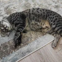گربه گمشده