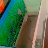 آکواریم سالم|ماهی|بیرجند, |دیوار