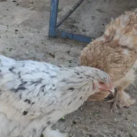 مرغ و خروس برهما|حیوانات مزرعه|قم, شهرک قدس|دیوار