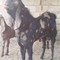 بزمری|حیوانات مزرعه|زاهدان, |دیوار