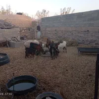 بز فروشی|حیوانات مزرعه|بیرجند, |دیوار