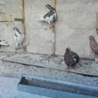 فروش پنج عدد کفتر|پرنده|شیراز, کرونی(خاتونک)|دیوار