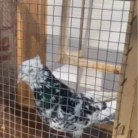 کبوتر ماده سار سرور