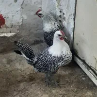 مرغ و خروس نژاد دار|حیوانات مزرعه|مشهد, محمدآباد|دیوار