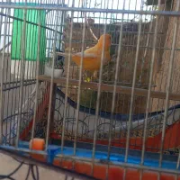 قناری نر ردفاکتور|پرنده|ایلام, |دیوار