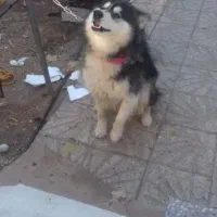 سگ گمشده|حیوانات|مهریز, |دیوار