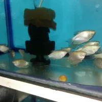 گوپی سنگاپوری شکم پر|ماهی|قزوین, |دیوار