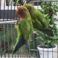 یه جفت کوتوله