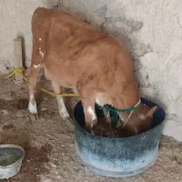 فروش گاو جرسی|حیوانات مزرعه|کوشکنار, |دیوار