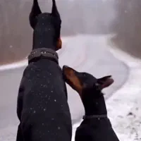 سگ دوبرمن پینچر