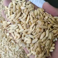 تخم خربزه شما رابه بالاترین قیمت خریداریم|خدمات باغبانی و درختکاری|تربت جام, میان جام|دیوار