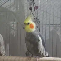 عروس هلندی نر و ماده