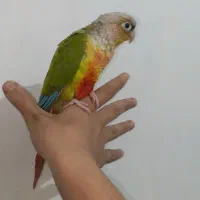 گرینچیک آناناسی