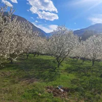 زمین  ب اندازه ۲هزار متر کلن ۱۳ هزار متر  اب و برق