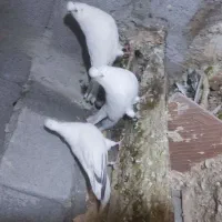 کبوتر تهرانی قره دیمدح|پرنده|خسروشاه, |دیوار