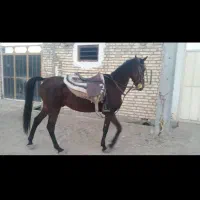 فروش اسب