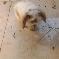 فروش خرگوش لوپو نر خانگی|موش و خرگوش|بندرعباس, |دیوار