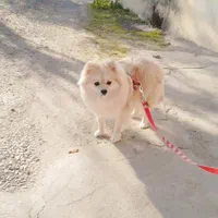 سگ پامرانین روباهی اصیل