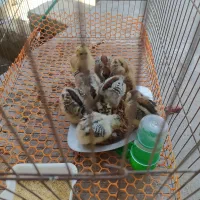 جوجه مرغ شهری