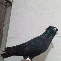 کبو-تر