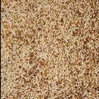 خرید پسته پوک گو و روابی نقد در محل شما