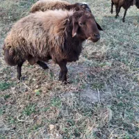 قوچ همو|حیوانات مزرعه|ماهنشان, |دیوار