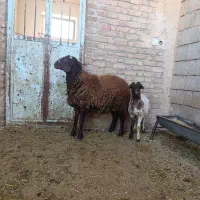 هموزیگوت|حیوانات مزرعه|رومشکان, |دیوار