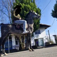 فروش اسب کرد ۶ ساله