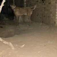 کوچوک آینده دار