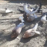 تعداد کبوتر سرور نکریز نک جمفروشی یکجا|پرنده|ساروق, |دیوار