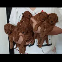 توی پودل اورجینال