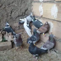 کبوتر پرشی|پرنده|میان جلگه, |دیوار