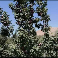 باغ-آلو-فروشی-و-معاوضه