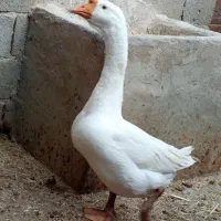 قوغاز سفید|حیوانات مزرعه|باوی, |دیوار