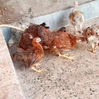 نیمچه. عربی|حیوانات مزرعه|اهواز, علی آباد|دیوار