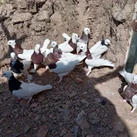 طوق نر و ماده|پرنده|هلالی, |دیوار