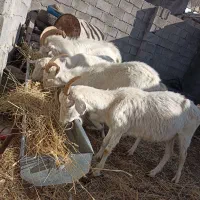 بزسانن اصل