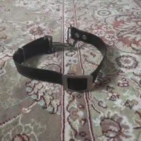 قلاده سگ|لوازم جانبی حیوانات|بروجرد, |دیوار