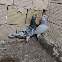 کفتر جفت نر سار هفترنگ ماده سار کاغذی عتیقه کمیاب|پرنده|تربت‌حیدریه, رضاشهر|دیوار