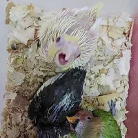 عروس هلندی جوجه