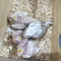 جوجه عروس هلندی