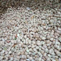 لوبیا دره شهر